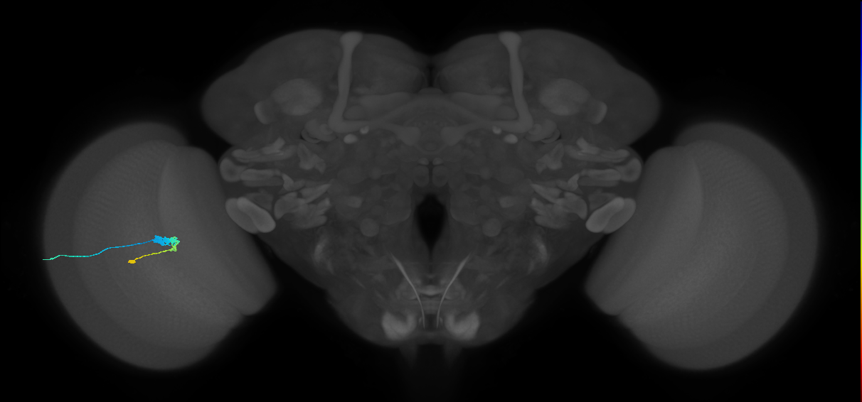 C3_L (MaleCNS:553442)