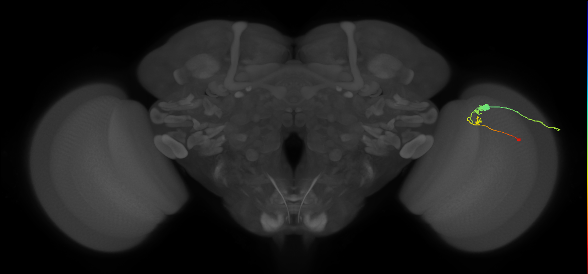 C3_R (MaleCNS:48133)