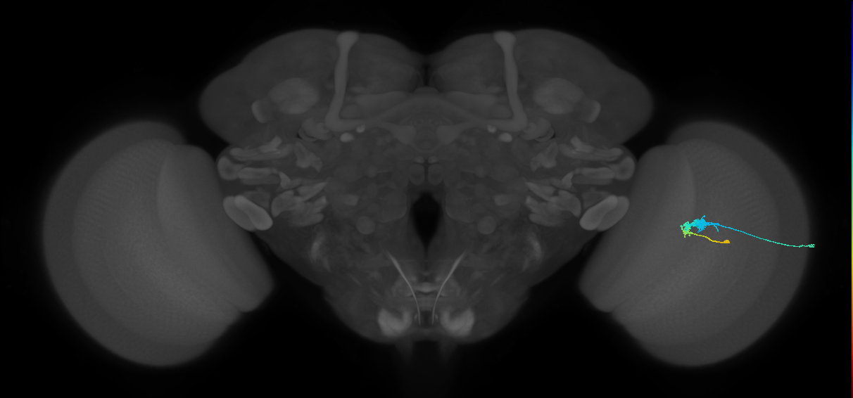 C3_R (MaleCNS:33080)