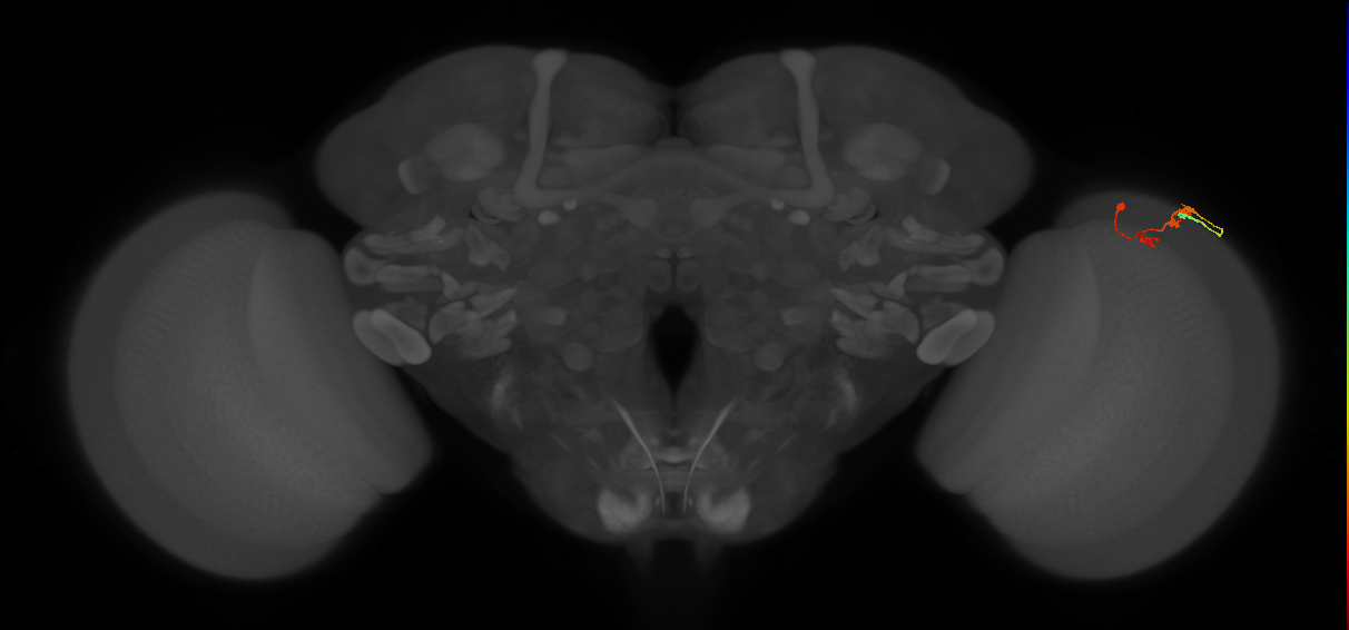 C3_R (MaleCNS:69275)