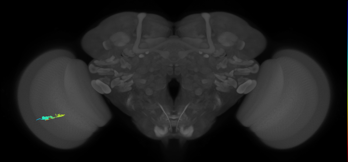 C3_L (MaleCNS:56625)