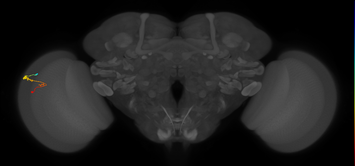 C3_L (MaleCNS:54193)