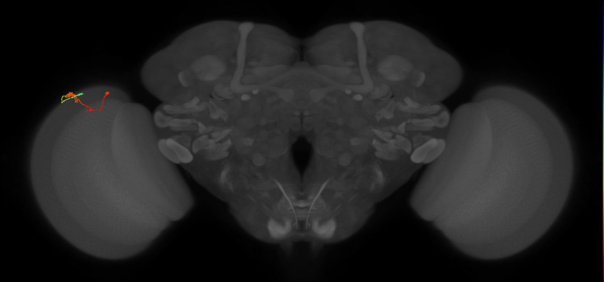 C3_L (MaleCNS:96666)