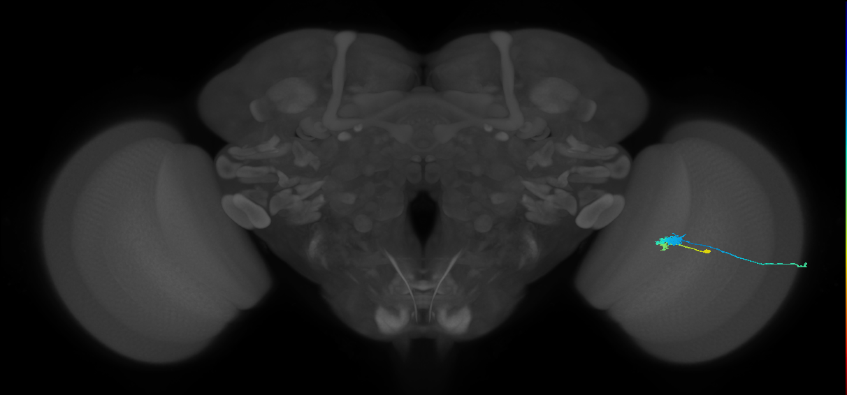 C3_R (MaleCNS:56949)