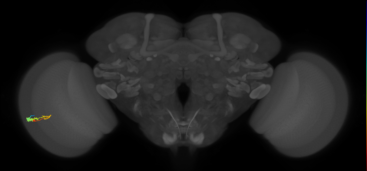 C3_L (MaleCNS:533768)