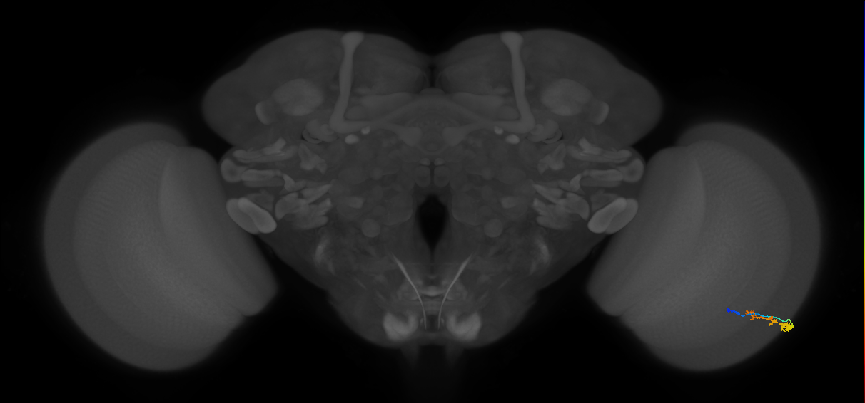 C3_R (MaleCNS:74615)