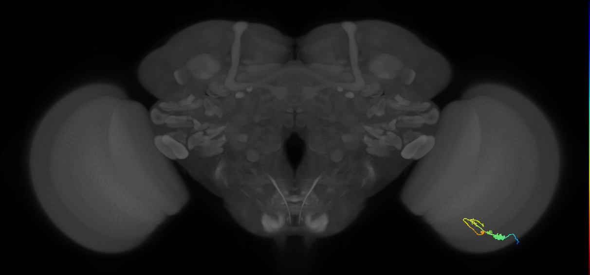 C3_R (MaleCNS:53753)