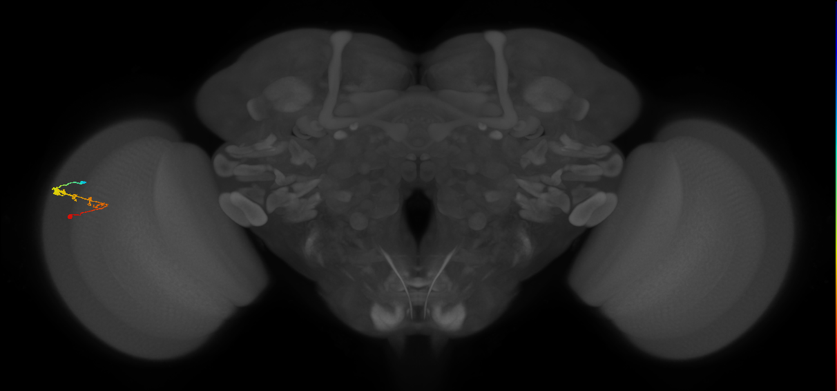 C3_L (MaleCNS:535366)