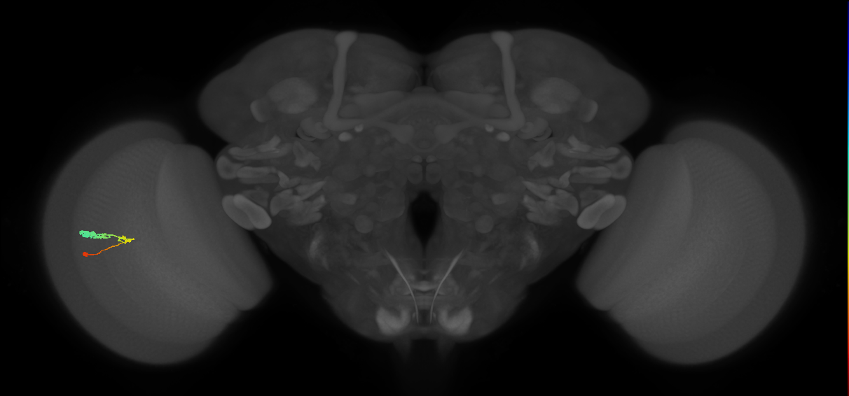 C3_L (MaleCNS:518022)