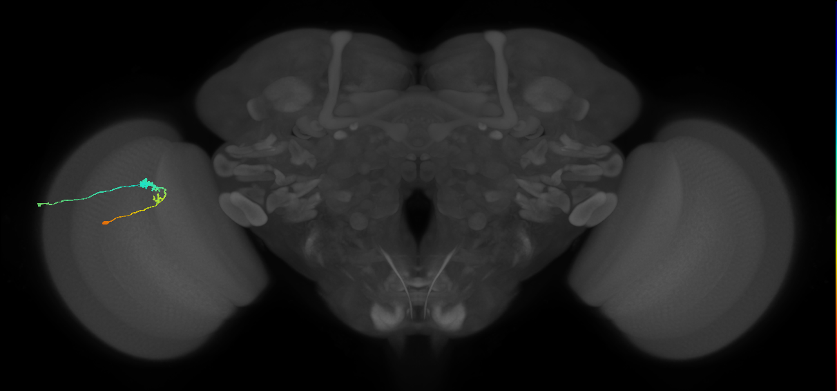 C3_L (MaleCNS:514194)