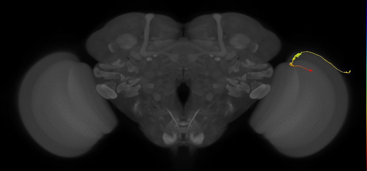 C3_R (MaleCNS:70249)