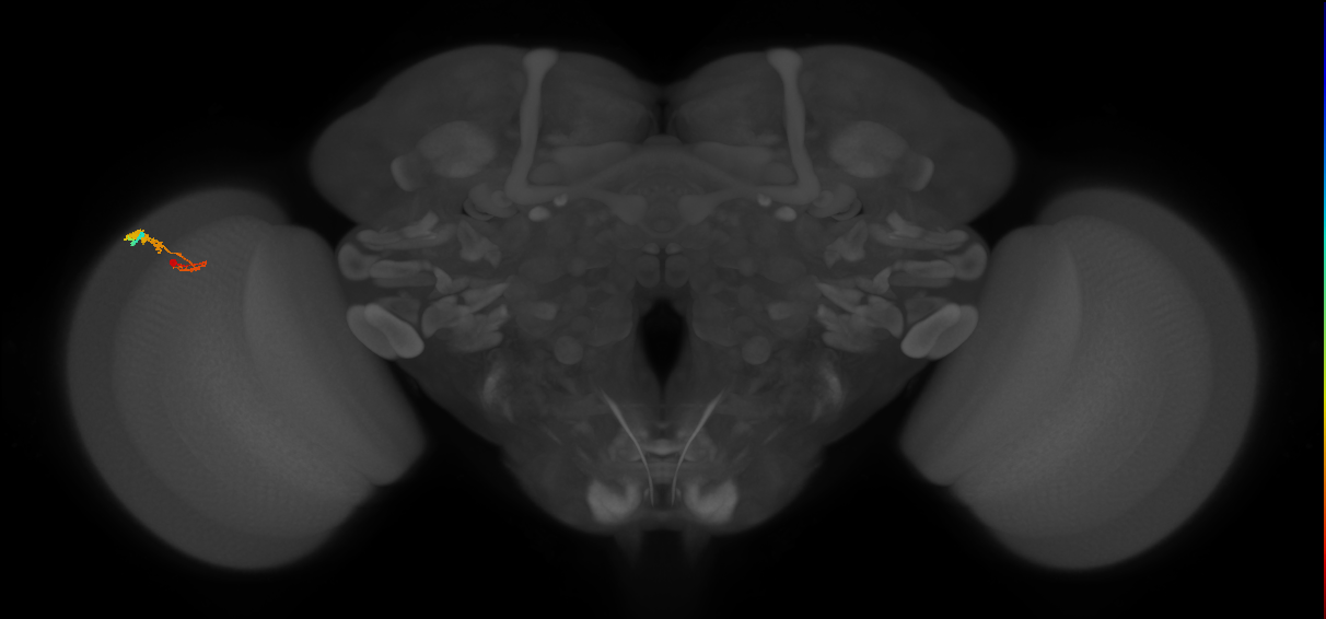 C3_L (MaleCNS:61488)