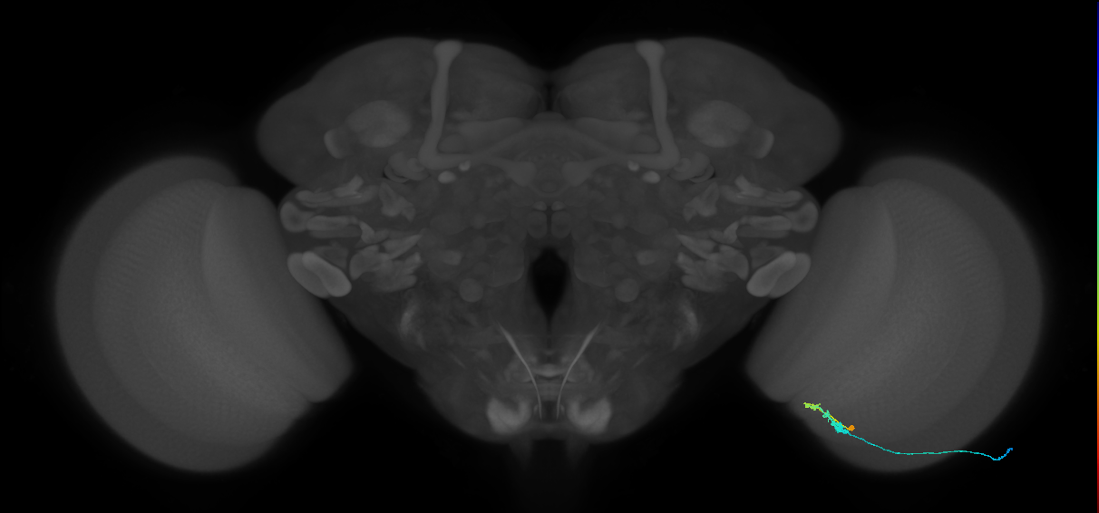 C3_R (MaleCNS:66408)