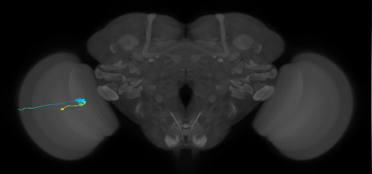 C3_L (MaleCNS:526391)