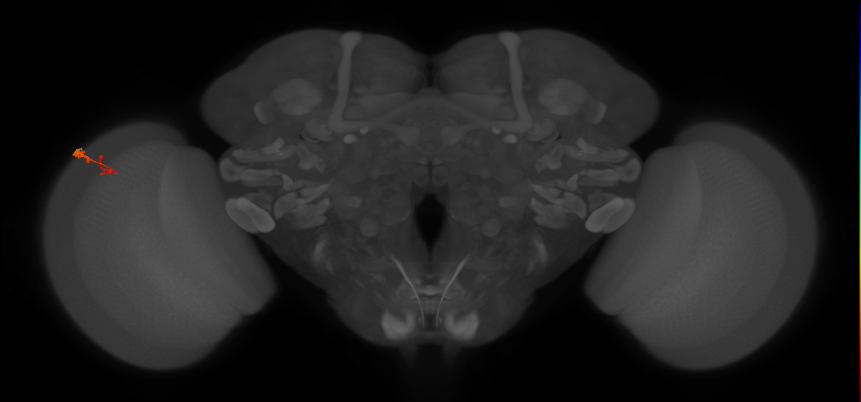 C3_L (MaleCNS:78547)