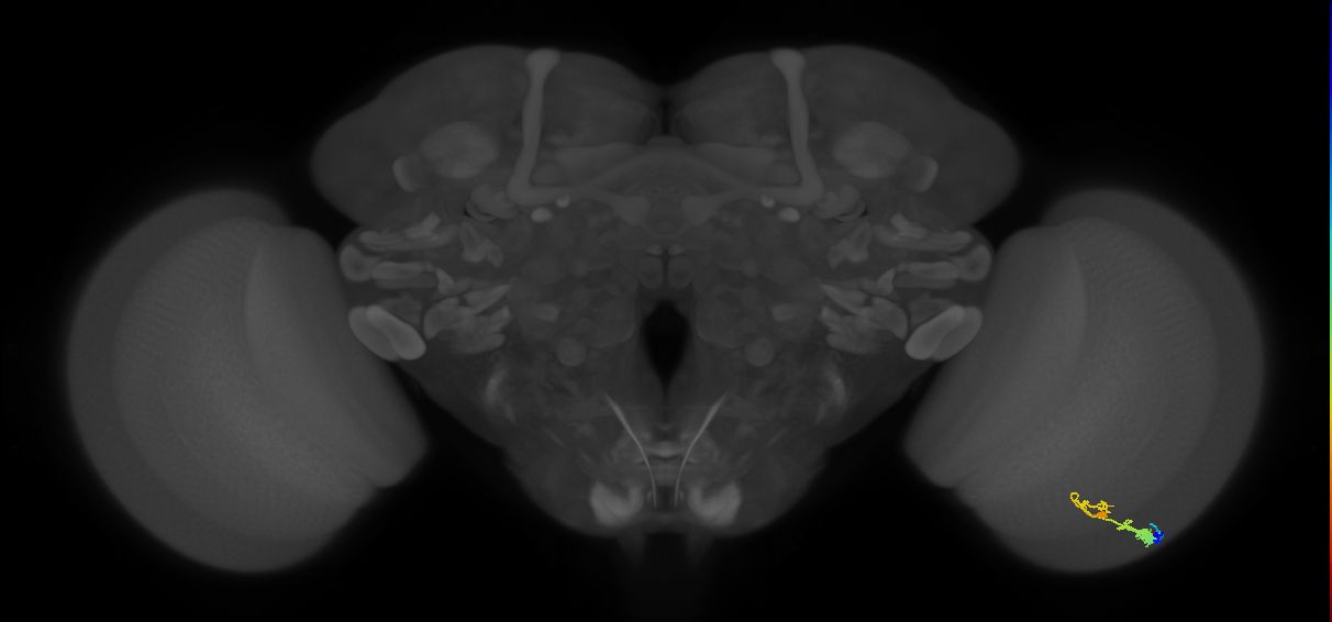 C3_R (MaleCNS:42646)