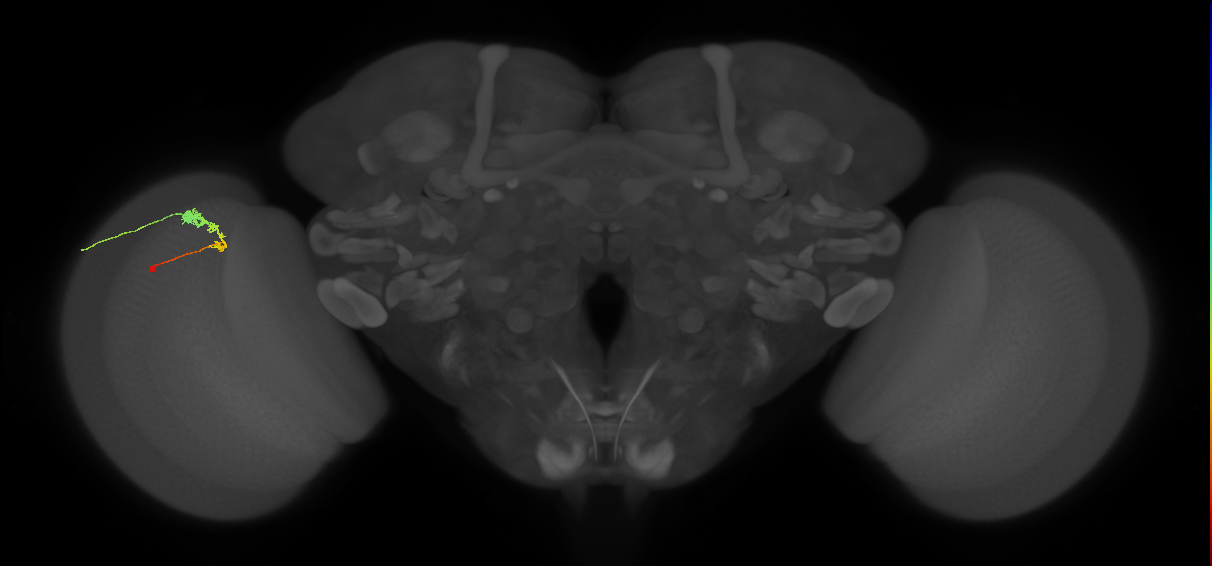 C3_L (MaleCNS:90573)