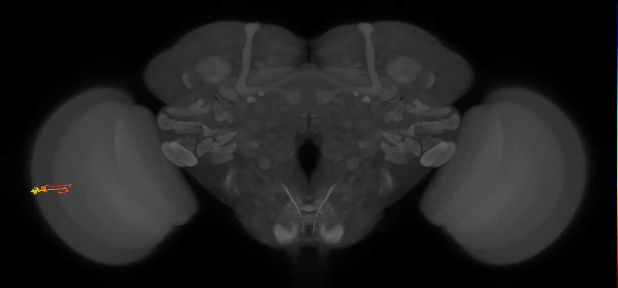 C3_L (MaleCNS:530730)
