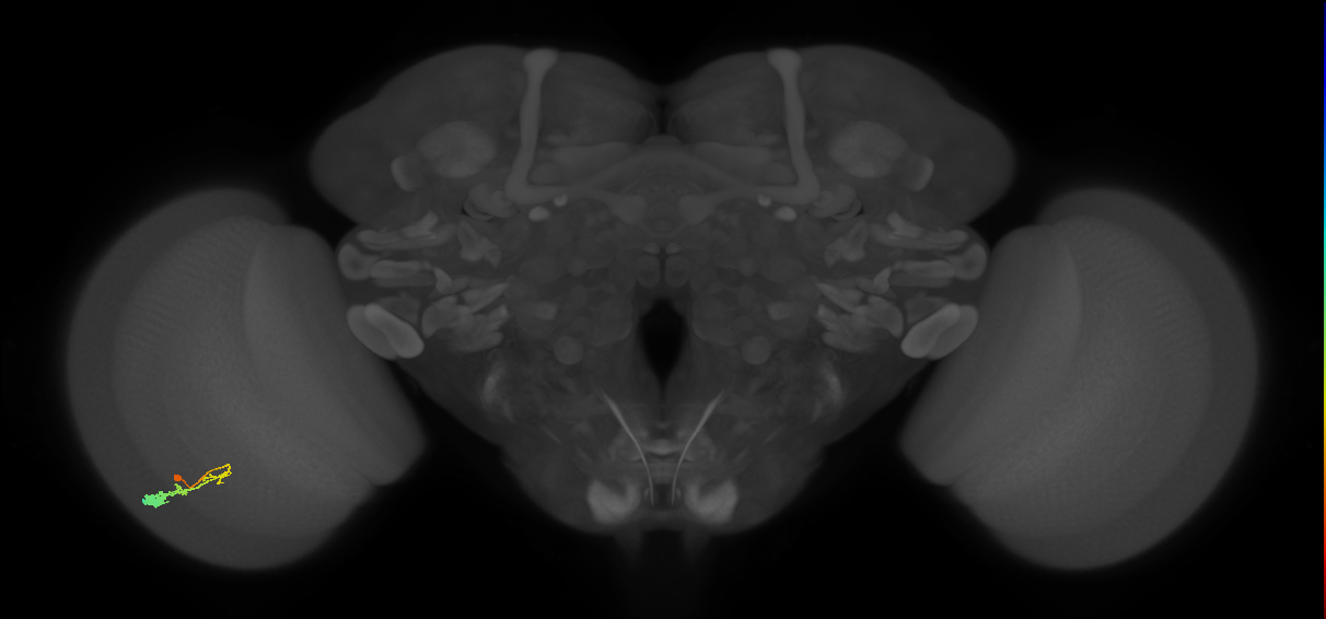 C3_L (MaleCNS:59192)