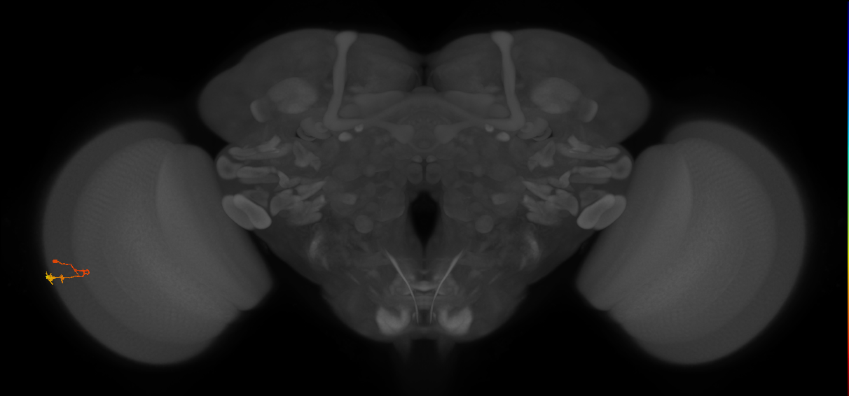 C3_L (MaleCNS:74588)