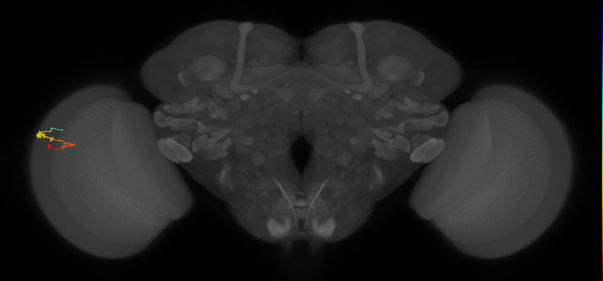 C3_L (MaleCNS:62304)