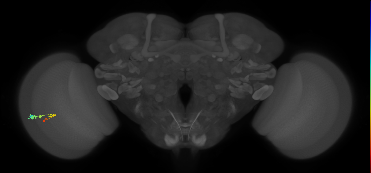 C3_L (MaleCNS:101641)