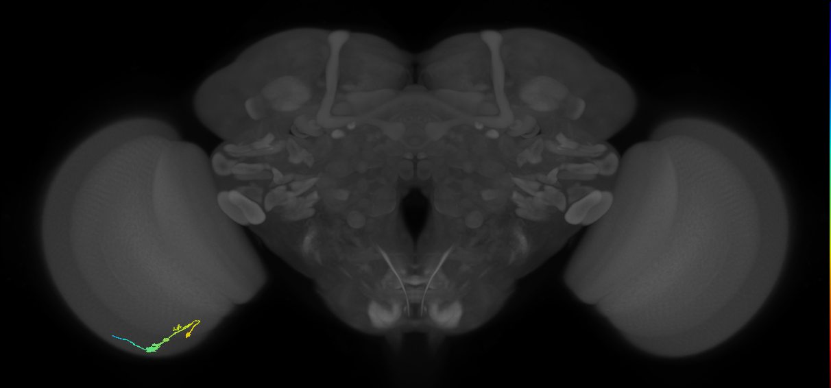 C3_L (MaleCNS:74798)