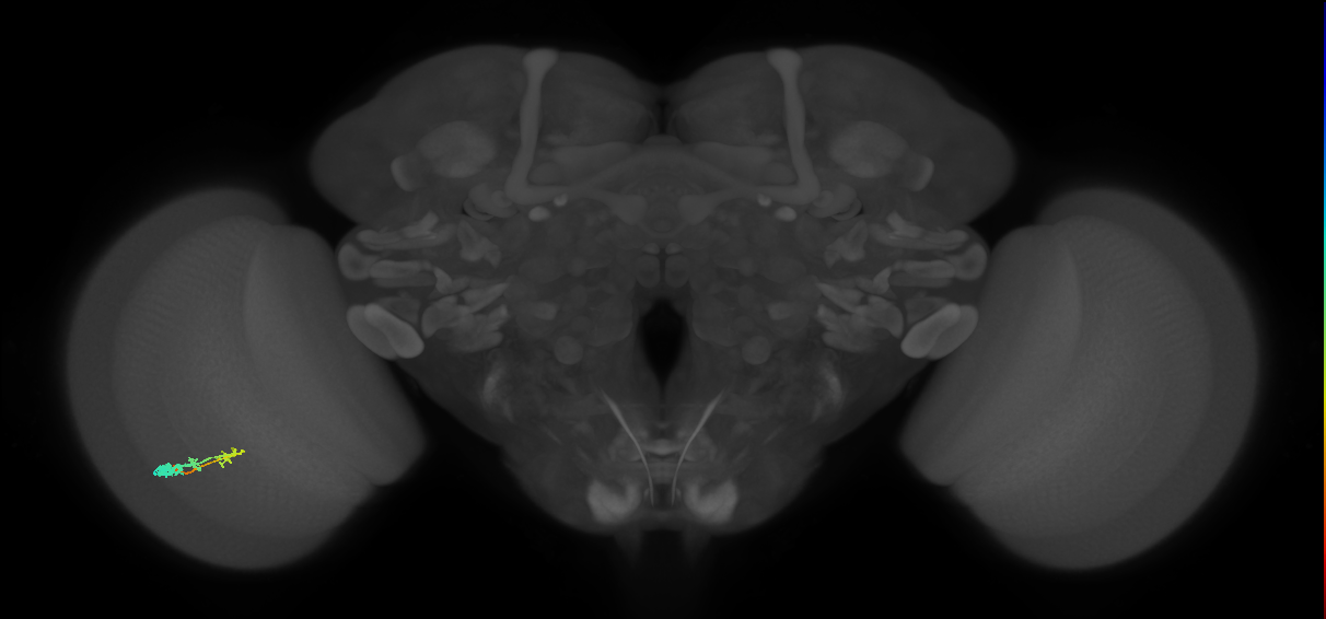C3_L (MaleCNS:45387)