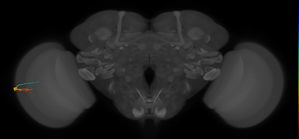 C3_L (MaleCNS:149676)