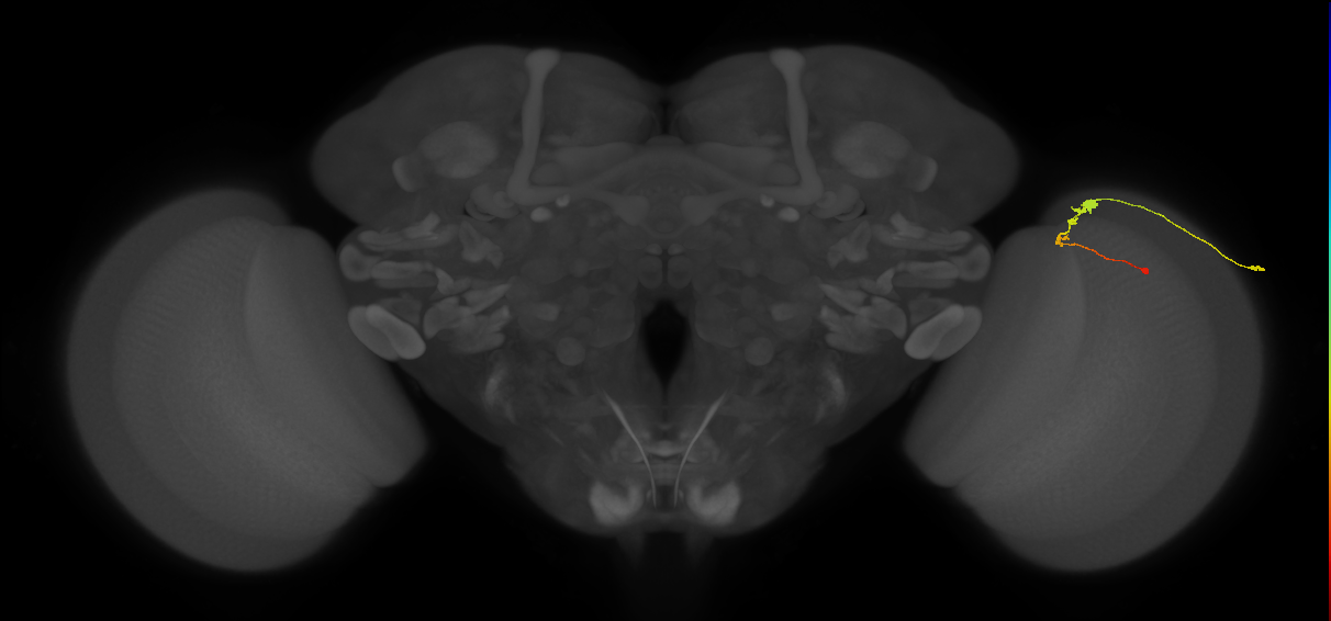 C3_R (MaleCNS:63857)