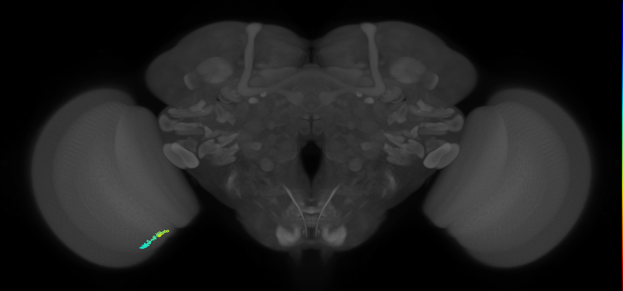 C3_L (MaleCNS:59845)