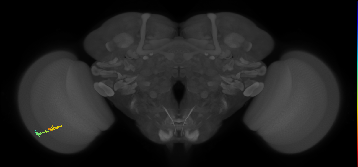 C3_L (MaleCNS:55088)