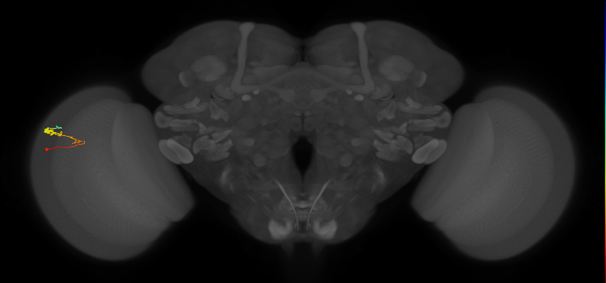 C3_L (MaleCNS:69198)