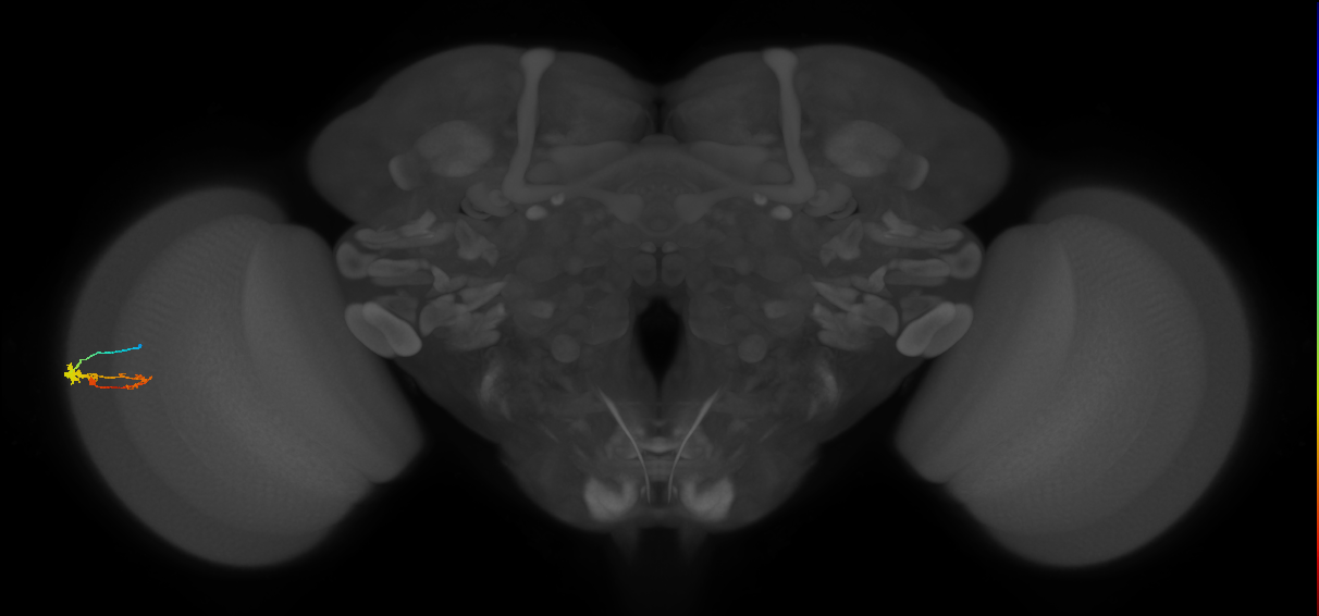 C3_L (MaleCNS:546216)