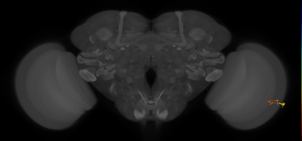 C3_R (MaleCNS:93931)