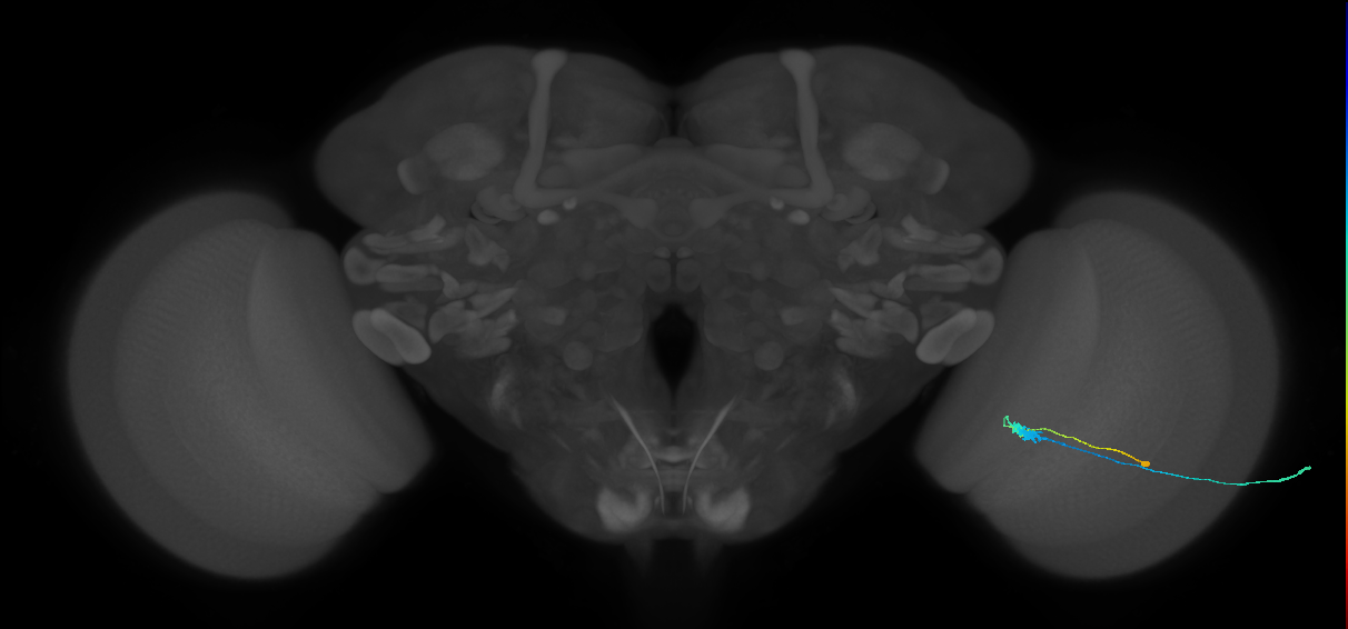 C3_R (MaleCNS:54777)