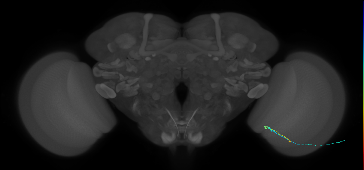C3_R (MaleCNS:75671)
