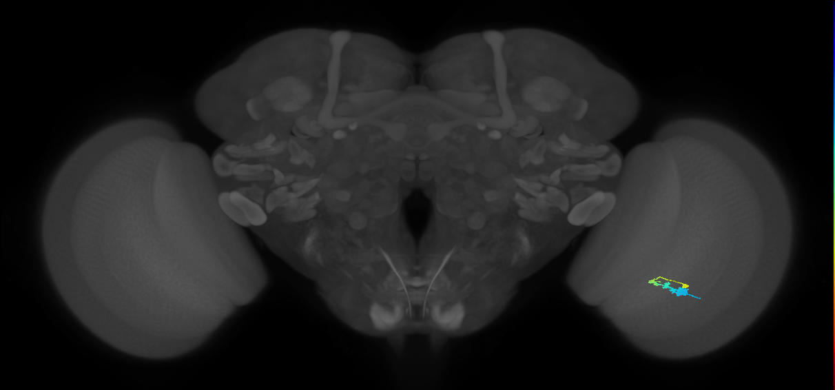 C3_R (MaleCNS:66051)