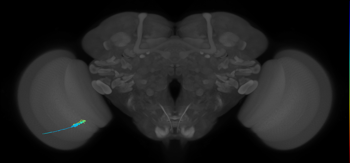 C3_L (MaleCNS:64632)