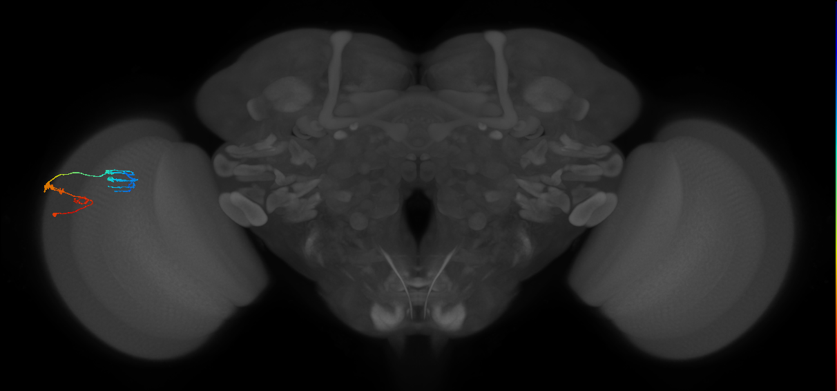 C3_L (MaleCNS:546485)