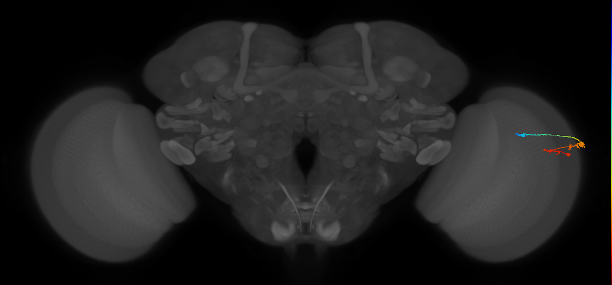 C3_R (MaleCNS:49458)