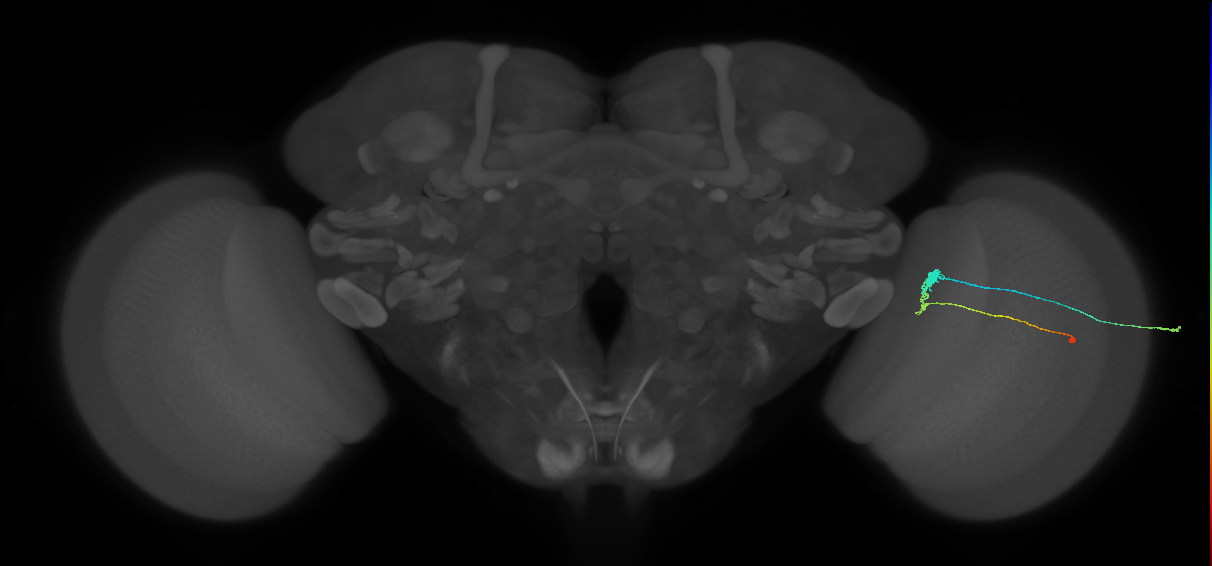 C3_R (MaleCNS:63815)