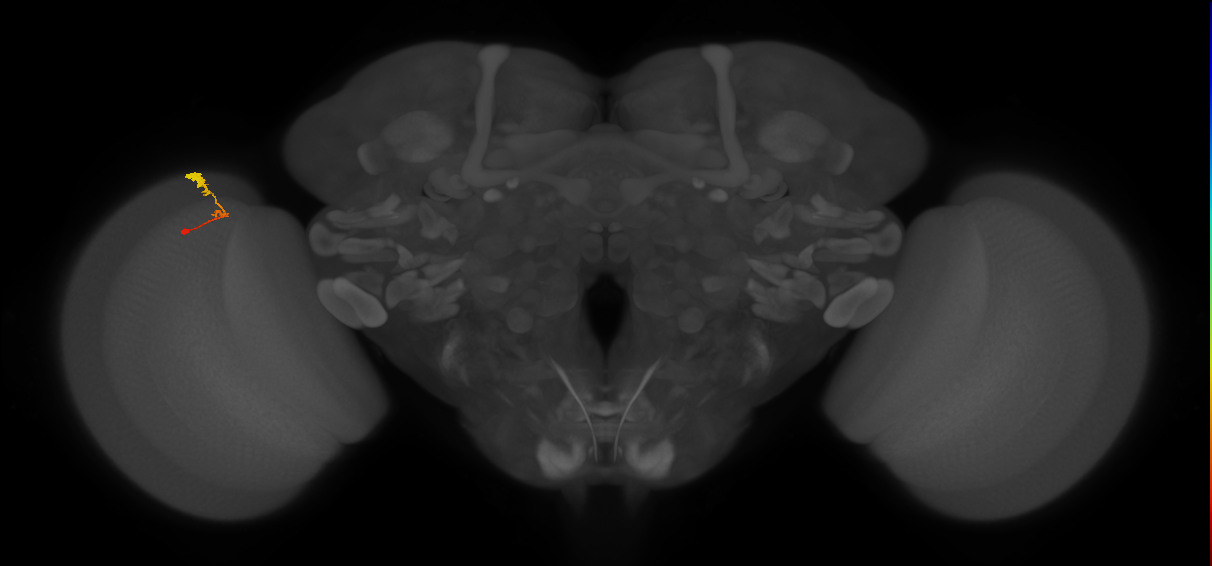C3_L (MaleCNS:72833)
