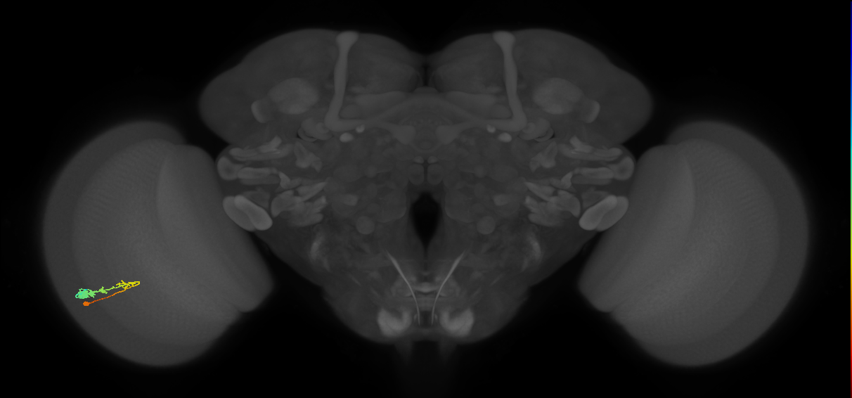 C3_L (MaleCNS:21118)