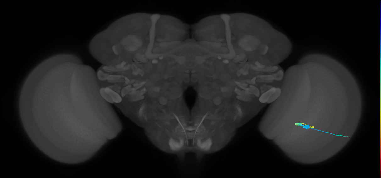 C3_R (MaleCNS:62567)