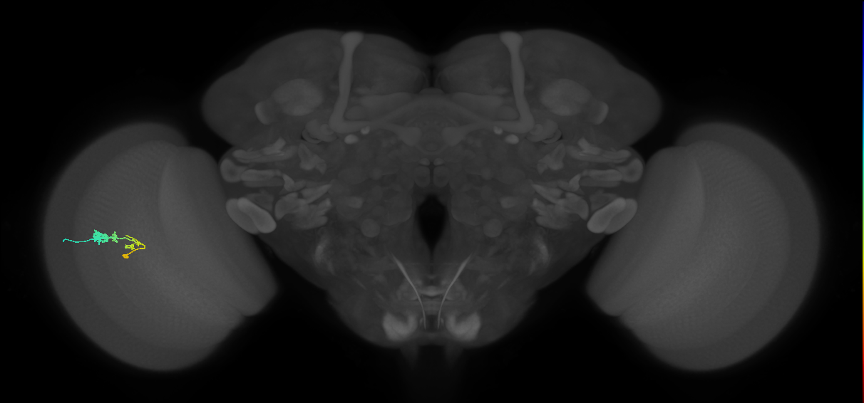 C3_L (MaleCNS:22652)