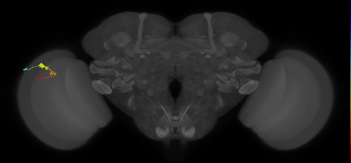 C3_L (MaleCNS:53808)