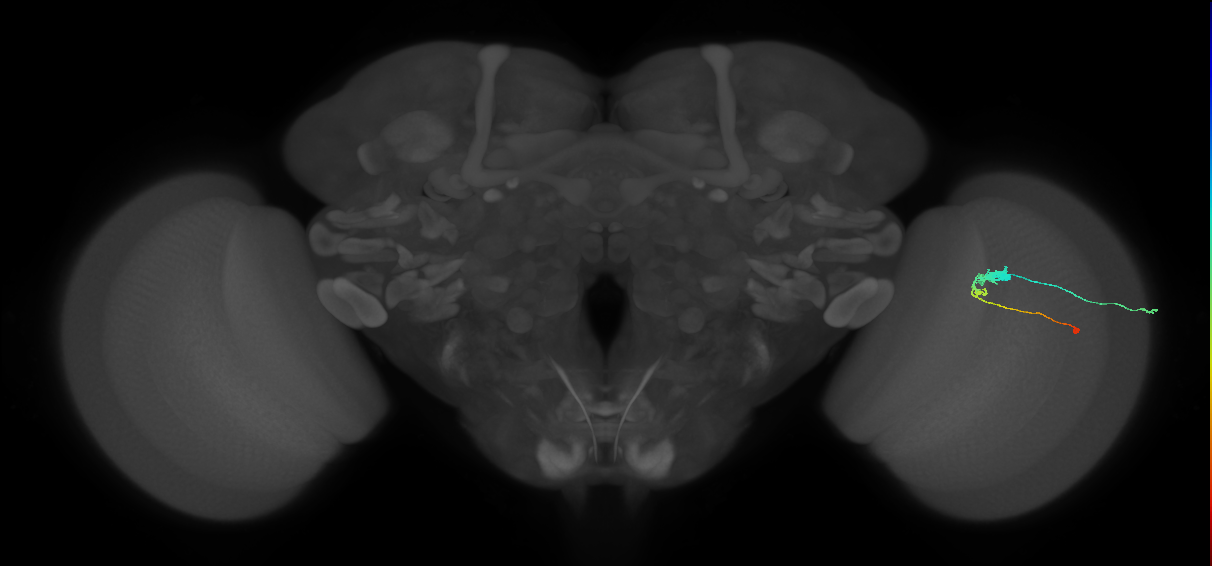 C3_R (MaleCNS:55028)