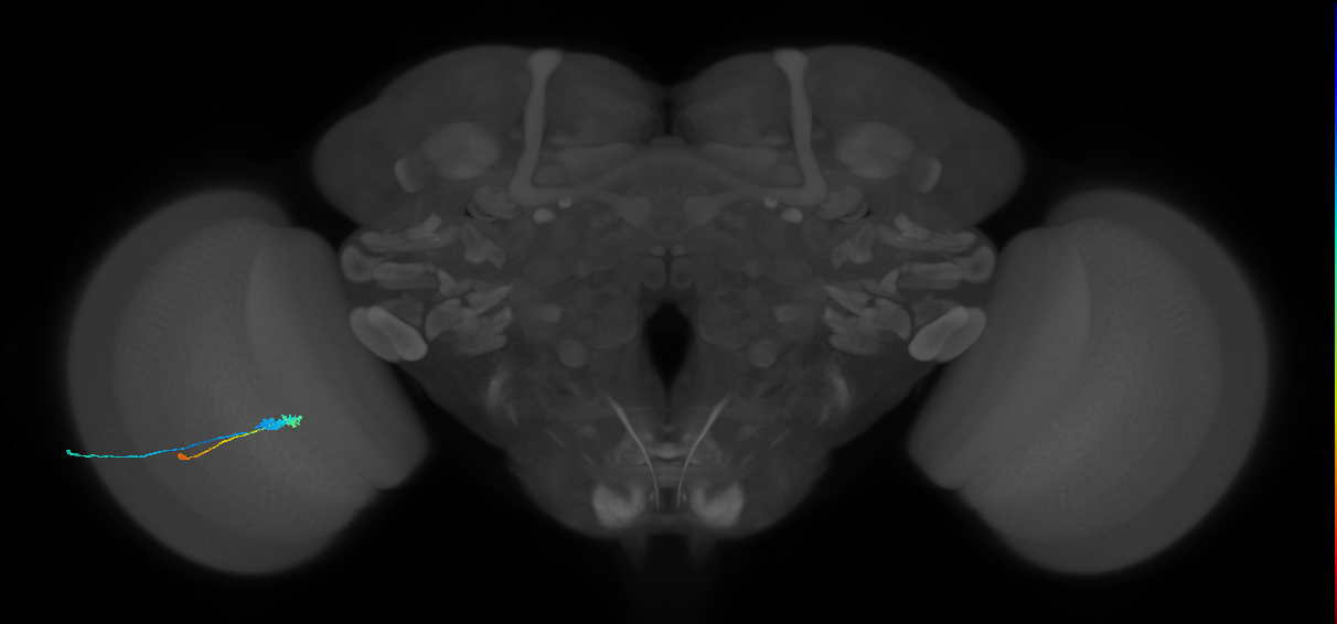 C3_L (MaleCNS:557910)