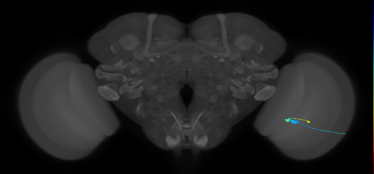 C3_R (MaleCNS:543741)